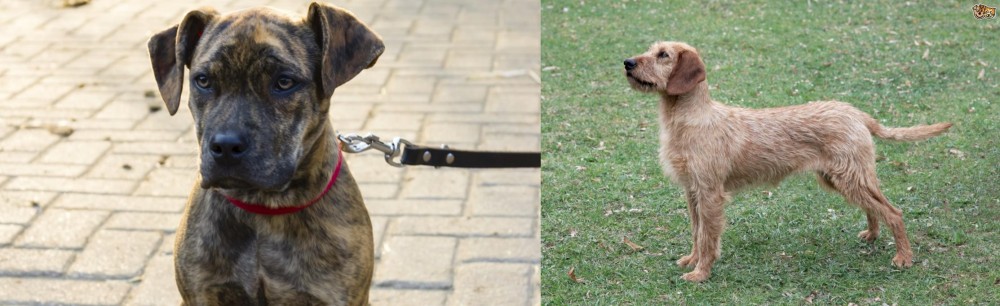 Styrian Coarse Haired Hound vs Catahoula Bulldog - Breed Comparison