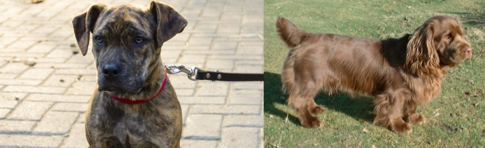 Sussex Spaniel vs Catahoula Bulldog - Breed Comparison