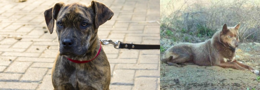 Tahltan Bear Dog vs Catahoula Bulldog - Breed Comparison