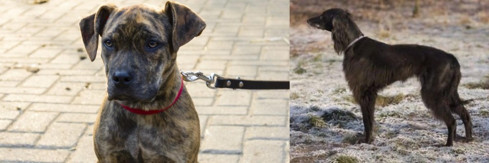 Taigan vs Catahoula Bulldog - Breed Comparison