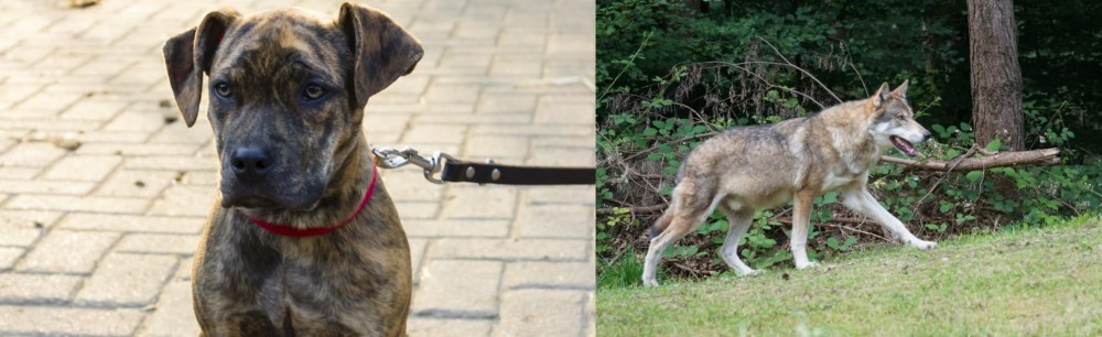 Tamaskan vs Catahoula Bulldog - Breed Comparison