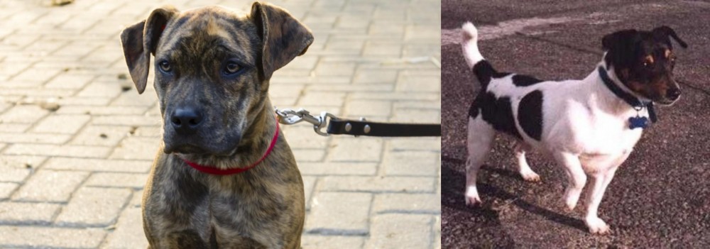 Teddy Roosevelt Terrier vs Catahoula Bulldog - Breed Comparison