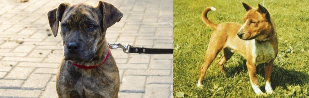 Telomian vs Catahoula Bulldog - Breed Comparison
