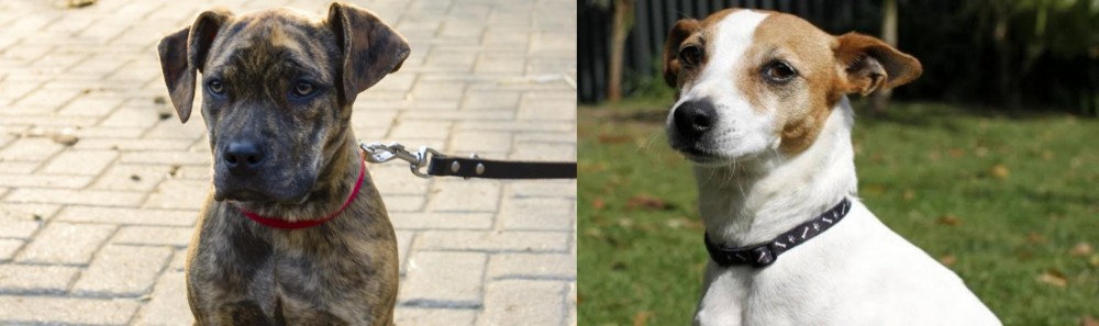 Tenterfield Terrier vs Catahoula Bulldog - Breed Comparison