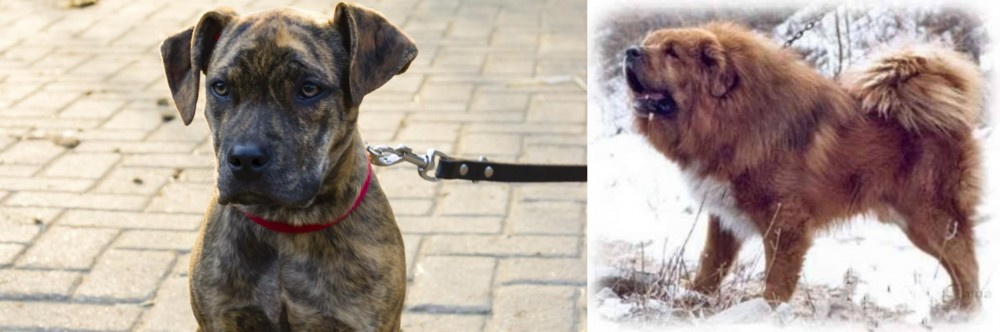 Tibetan Kyi Apso vs Catahoula Bulldog - Breed Comparison