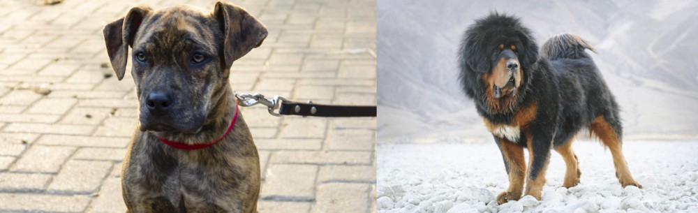 Tibetan Mastiff vs Catahoula Bulldog - Breed Comparison