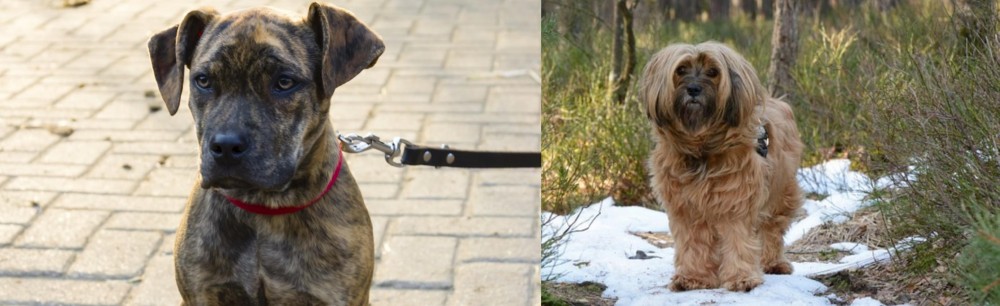 Tibetan Terrier vs Catahoula Bulldog - Breed Comparison