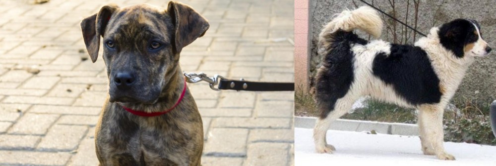 Tornjak vs Catahoula Bulldog - Breed Comparison