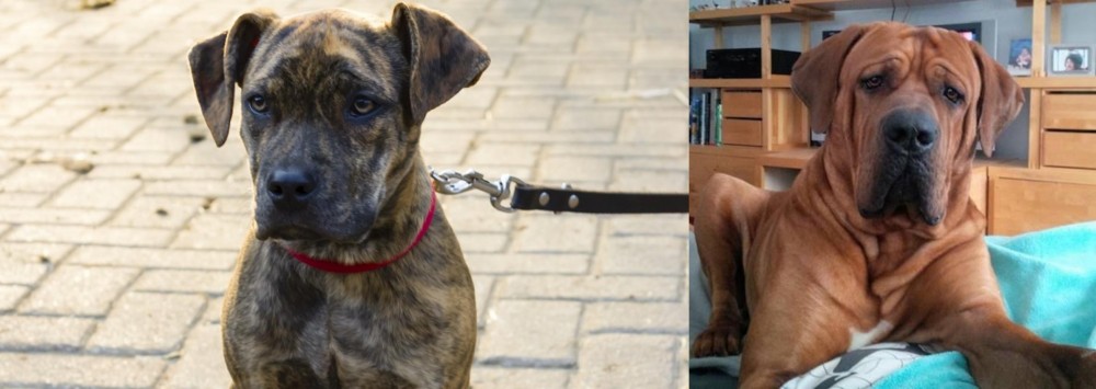 Tosa vs Catahoula Bulldog - Breed Comparison