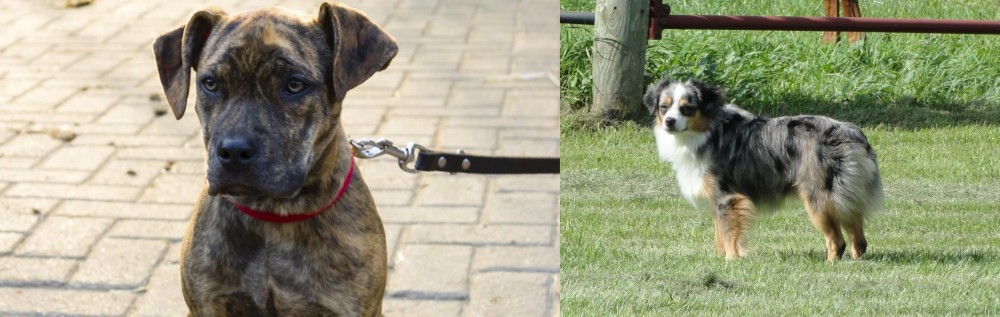 Toy Australian Shepherd vs Catahoula Bulldog - Breed Comparison