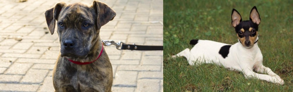Toy Fox Terrier vs Catahoula Bulldog - Breed Comparison