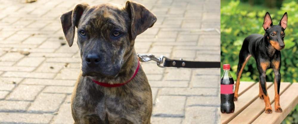 Toy Manchester Terrier vs Catahoula Bulldog - Breed Comparison