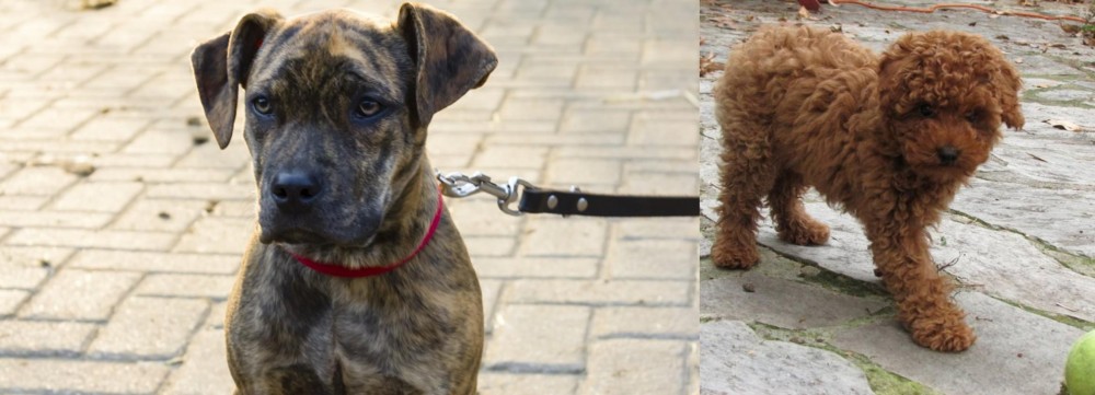 Toy Poodle vs Catahoula Bulldog - Breed Comparison