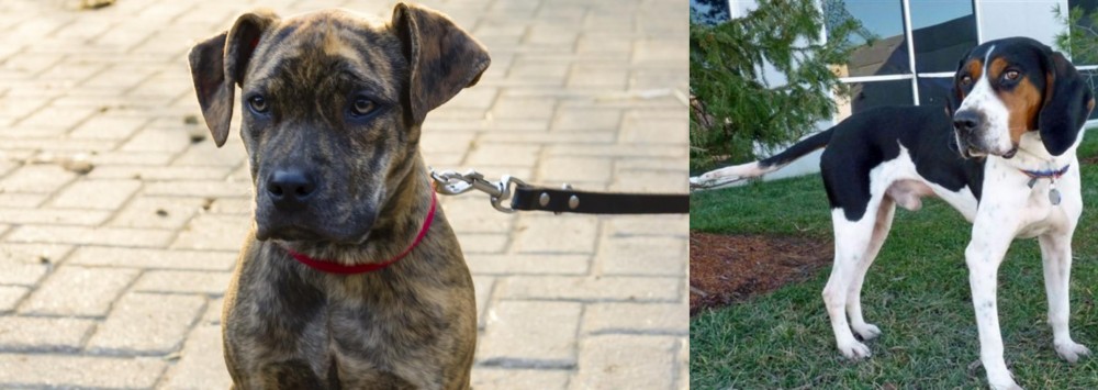 Treeing Walker Coonhound vs Catahoula Bulldog - Breed Comparison