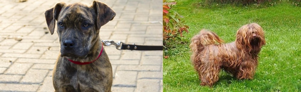 Tsvetnaya Bolonka vs Catahoula Bulldog - Breed Comparison