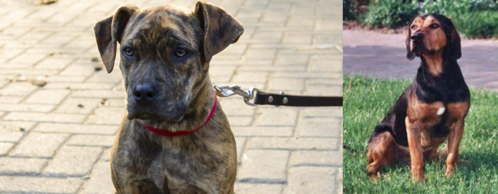 Tyrolean Hound vs Catahoula Bulldog - Breed Comparison