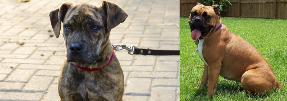 Valley Bulldog vs Catahoula Bulldog - Breed Comparison