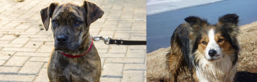 Welsh Sheepdog vs Catahoula Bulldog - Breed Comparison