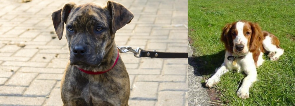 Welsh Springer Spaniel vs Catahoula Bulldog - Breed Comparison