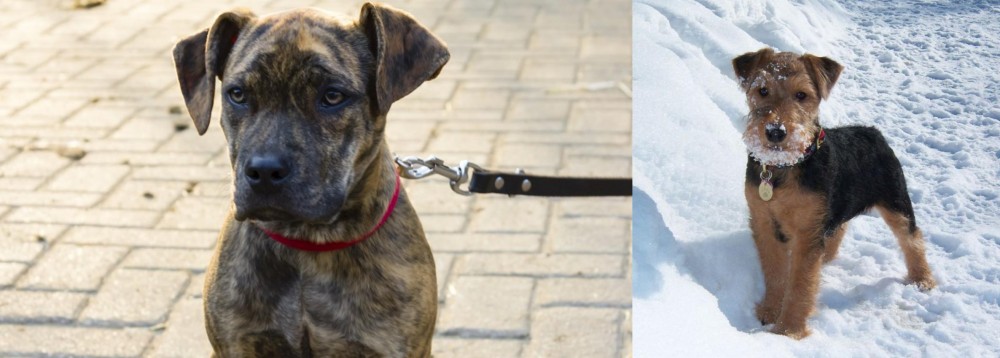 Welsh Terrier vs Catahoula Bulldog - Breed Comparison