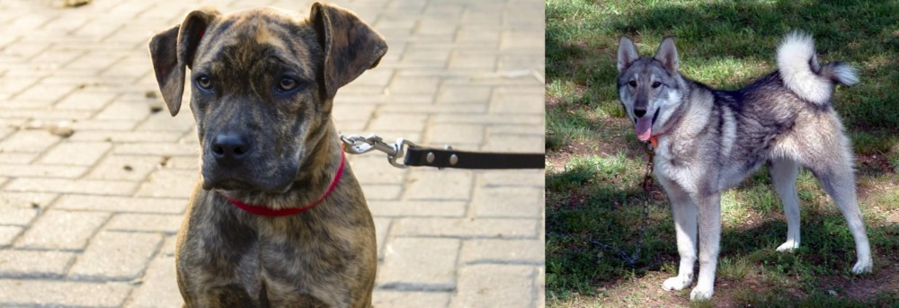 West Siberian Laika vs Catahoula Bulldog - Breed Comparison