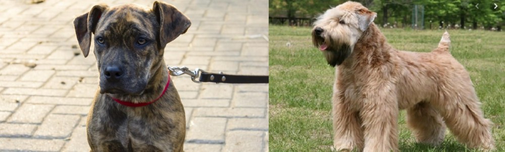 Wheaten Terrier vs Catahoula Bulldog - Breed Comparison