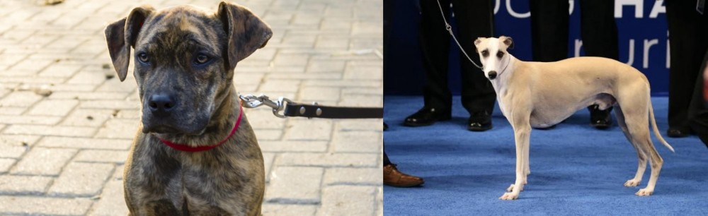 Whippet vs Catahoula Bulldog - Breed Comparison