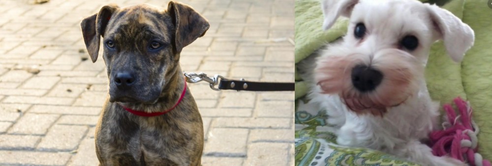 White Schnauzer vs Catahoula Bulldog - Breed Comparison