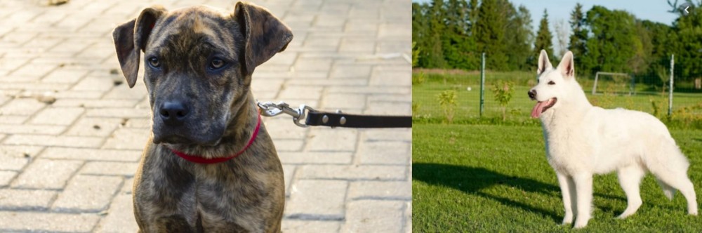 White Shepherd vs Catahoula Bulldog - Breed Comparison