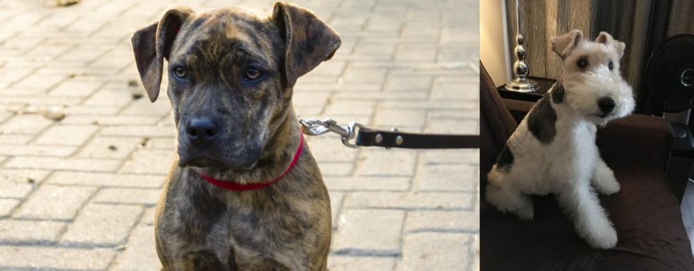 Wire Haired Fox Terrier vs Catahoula Bulldog - Breed Comparison
