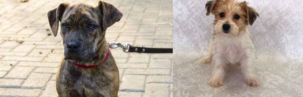 Yochon vs Catahoula Bulldog - Breed Comparison