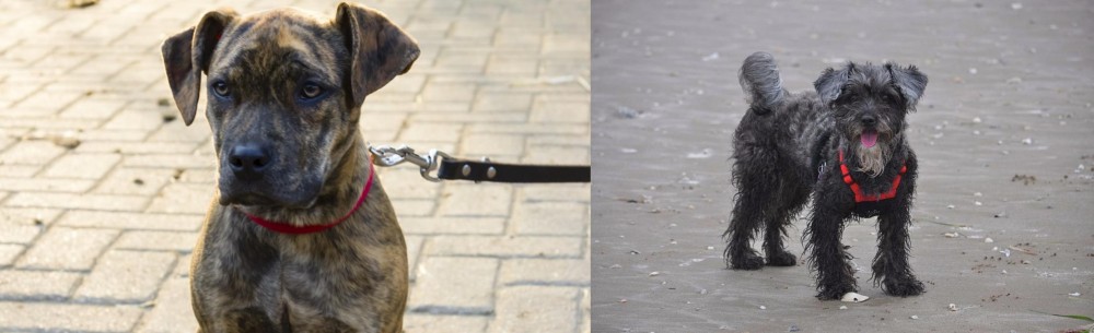 YorkiePoo vs Catahoula Bulldog - Breed Comparison