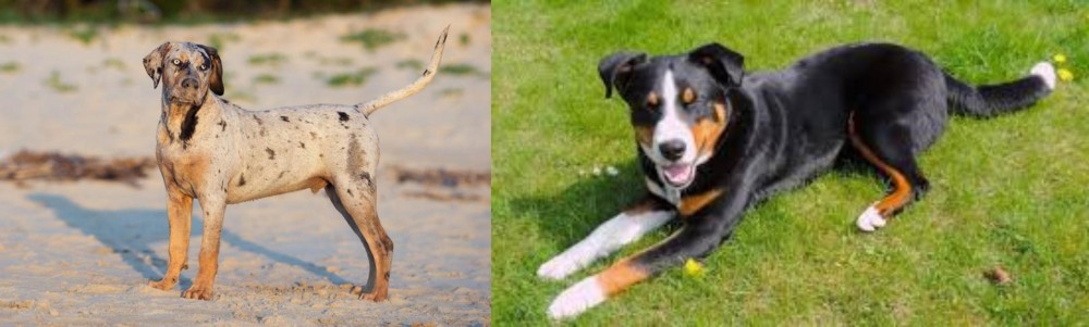 Appenzell Mountain Dog vs Catahoula Cur - Breed Comparison