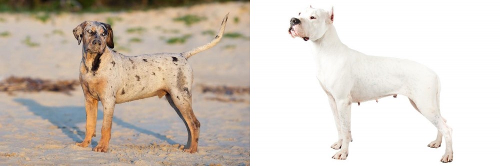 Argentine Dogo vs Catahoula Cur - Breed Comparison