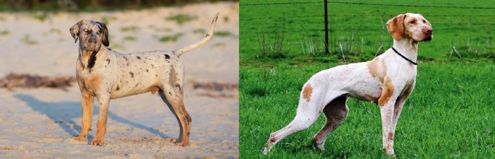 Ariege Pointer vs Catahoula Cur - Breed Comparison