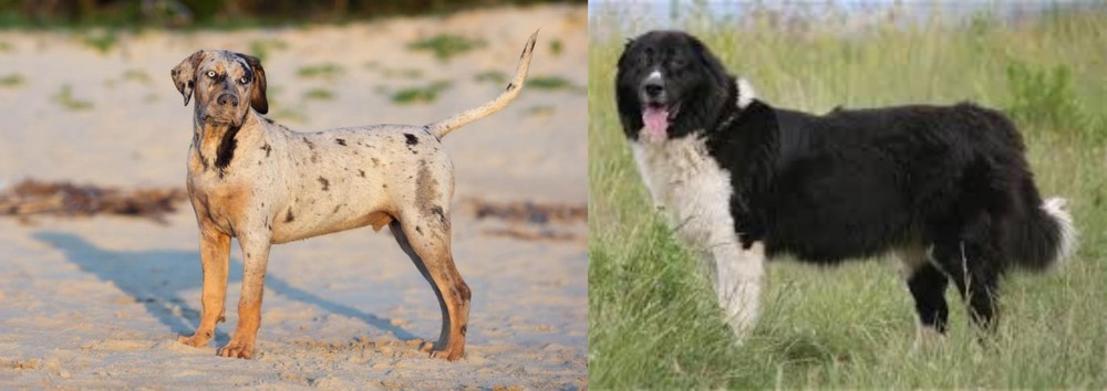 Bulgarian Shepherd vs Catahoula Cur - Breed Comparison
