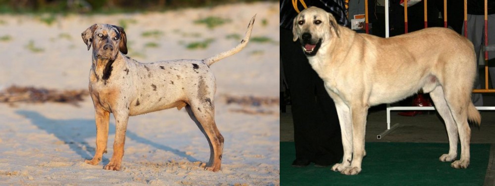 Central Anatolian Shepherd vs Catahoula Cur - Breed Comparison