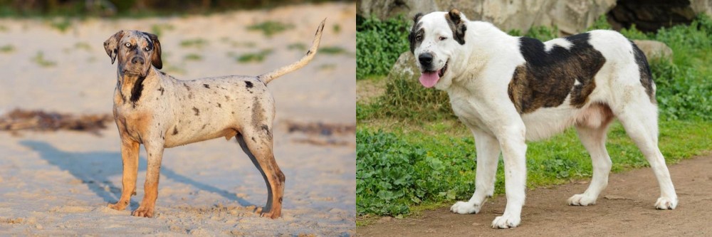 Central Asian Shepherd vs Catahoula Cur - Breed Comparison
