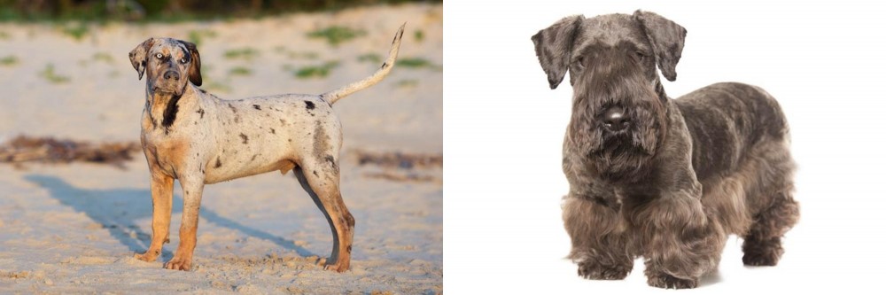 Cesky Terrier vs Catahoula Cur - Breed Comparison