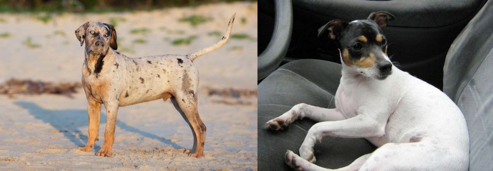 Chilean Fox Terrier vs Catahoula Cur - Breed Comparison