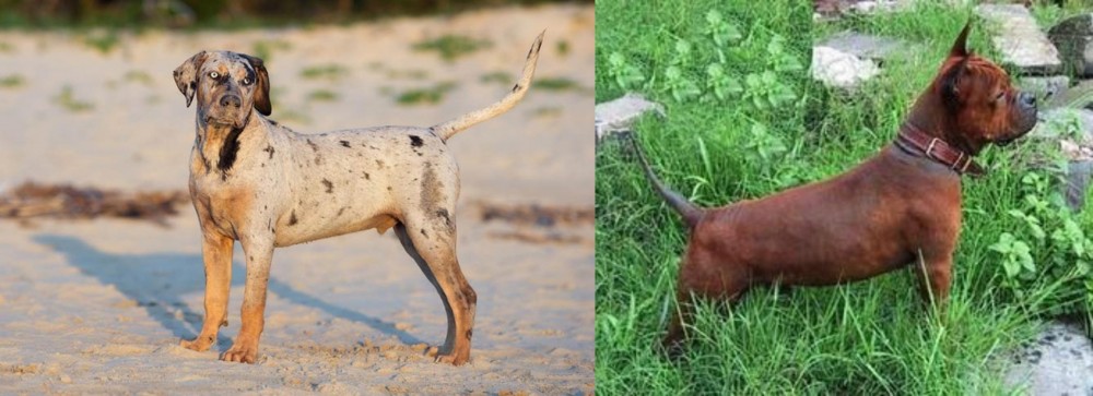 Chinese Chongqing Dog vs Catahoula Cur - Breed Comparison