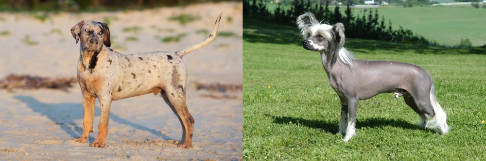 Chinese Crested Dog vs Catahoula Cur - Breed Comparison