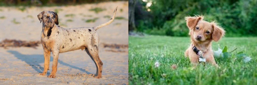 Chiweenie vs Catahoula Cur - Breed Comparison