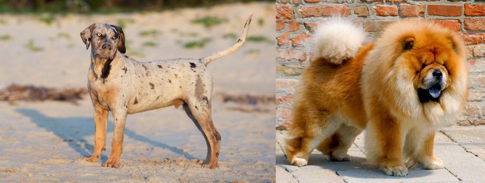 Chow Chow vs Catahoula Cur - Breed Comparison