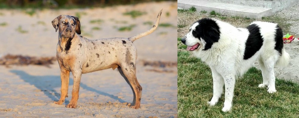 Ciobanesc de Bucovina vs Catahoula Cur - Breed Comparison