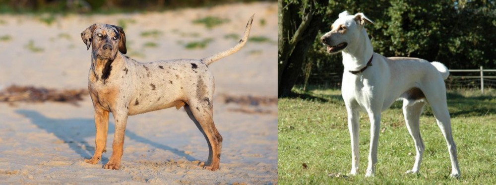 Cretan Hound vs Catahoula Cur - Breed Comparison