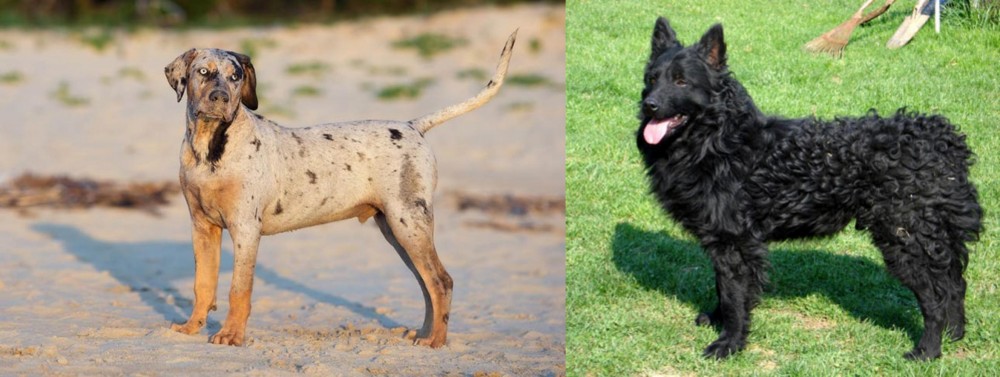 Croatian Sheepdog vs Catahoula Cur - Breed Comparison