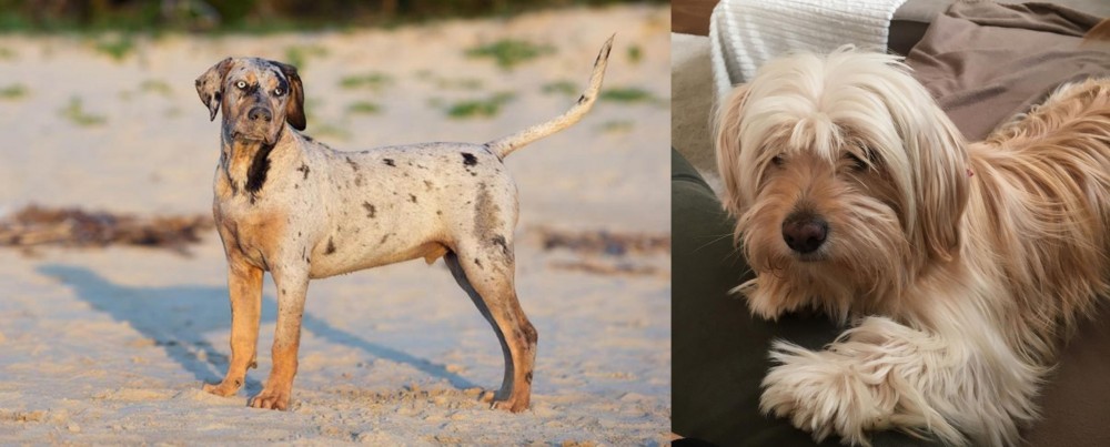 Cyprus Poodle vs Catahoula Cur - Breed Comparison