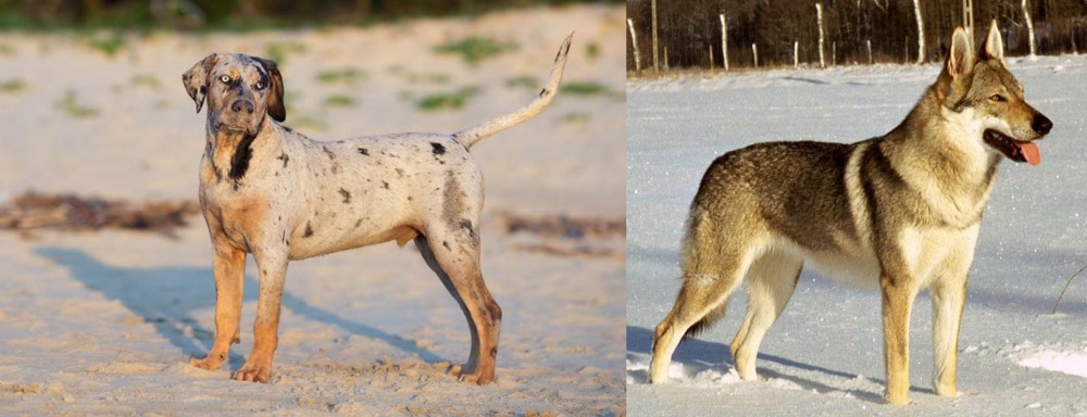 Czechoslovakian Wolfdog vs Catahoula Cur - Breed Comparison