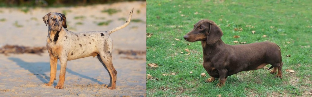 Dachshund vs Catahoula Cur - Breed Comparison